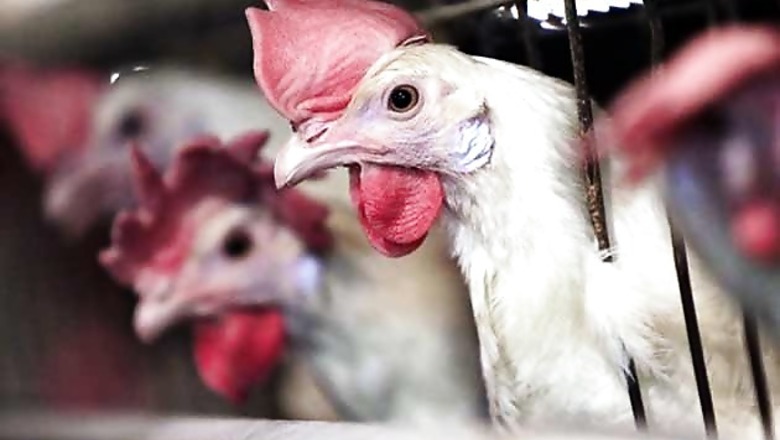 US takes India to WTO over poultry import bar