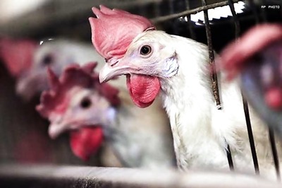 US takes India to WTO over poultry import bar