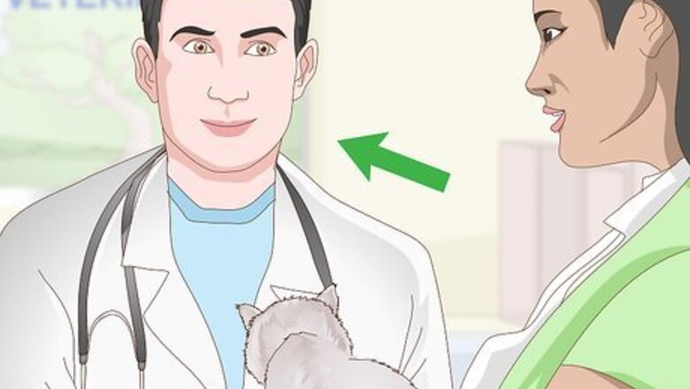 How to Keep a Cat in Diabetic Remission