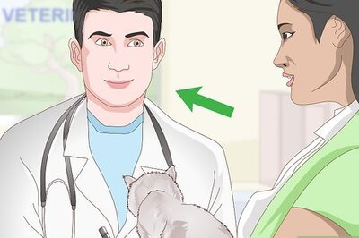 How to Keep a Cat in Diabetic Remission