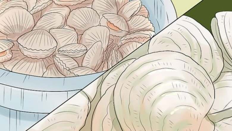 How to Go Scalloping