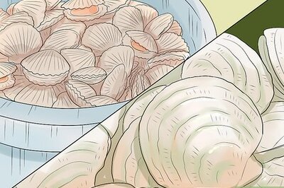How to Go Scalloping