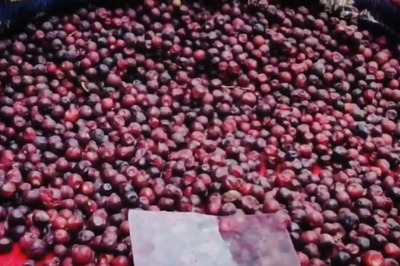 Despite Being Healthy, Why This South Asia Fruit Remains Underappreciated