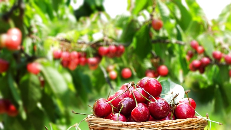 Enjoy the Sweet and Tangy Flavors Of Cherries As A Delicious Summer Treat