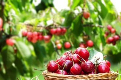 Enjoy the Sweet and Tangy Flavors Of Cherries As A Delicious Summer Treat