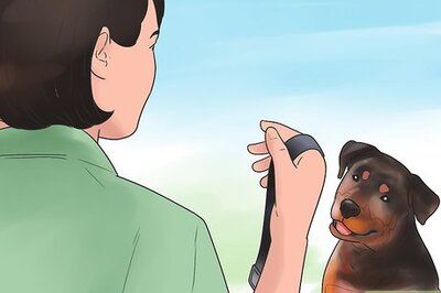 How to Take a Dog Out to Poop