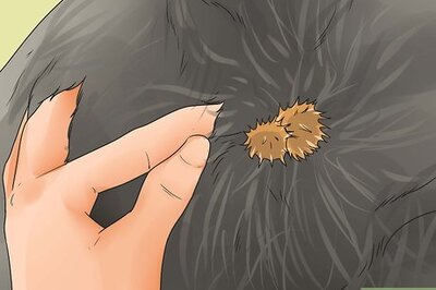 How to Get Burrs Out of Dog Hair