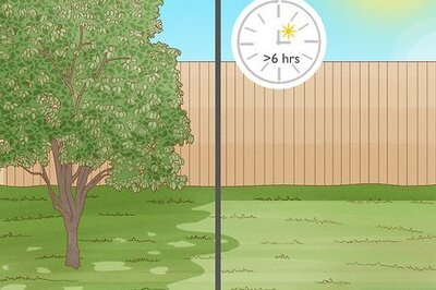 How to Create Tree Flower Beds