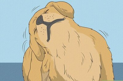 How to Get Rid of Dog Lice