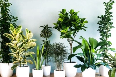 5 Indoor Plants That Can Improve Your Health