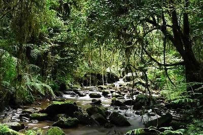 10 tropical rain forests that you should visit at least once in your lifetime