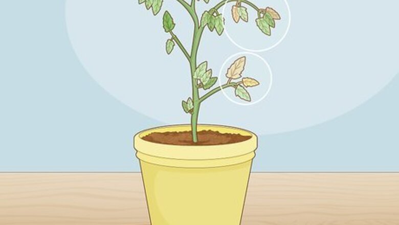 How to Identify Tomato Plant Diseases