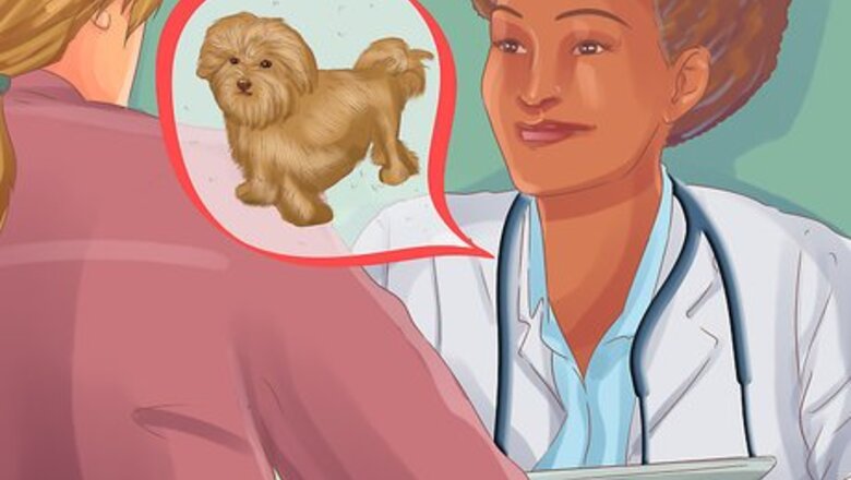 How to Choose a Lowchen Puppy