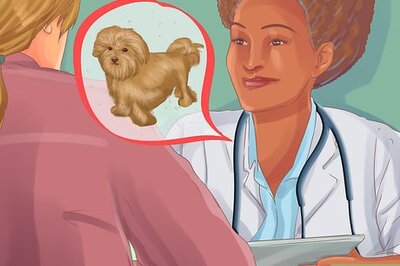 How to Choose a Lowchen Puppy