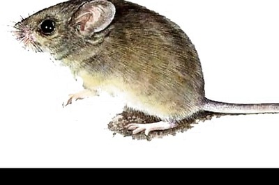 Rat spotted on Air India Mumbai-London flight, plane forced to return