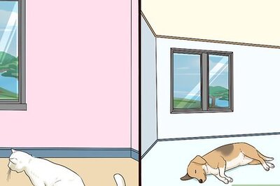 How to Introduce a Cat to a Dog