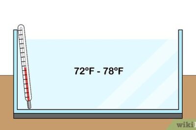 How to Plant Brazilian Waterweed