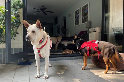 Hong Kong: Pets Wait For Owners As They're Abandoned Due To Strict Covid Rules