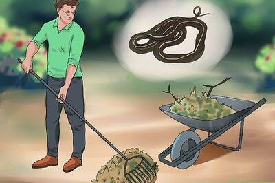 How to Treat a Snakebite on a Dog