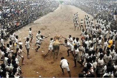 Tamil Nadu Govt Issues Guidelines For Holding Jallikattu