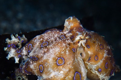 Female Octopuses Indulge in Self-Destruction After Mating, Study Reveals Why