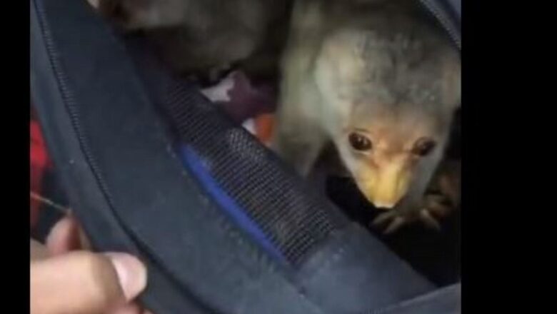 5 Exotic Animals Smuggled from Thailand Found in Check-In Baggage at Chennai Airport | Watch