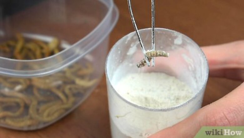 How to Feed Leopard Geckos