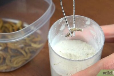 How to Feed Leopard Geckos