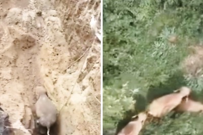 Watch: Baby Elephant Rescued From Deep Well In Tamil Nadu, Reunited With Its Mother After 8 Hours