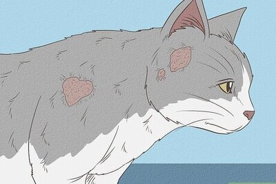 How to Recognize and Treat Ringworm in Cats