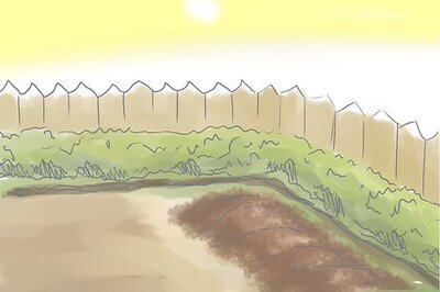 How to Grow Nectarines