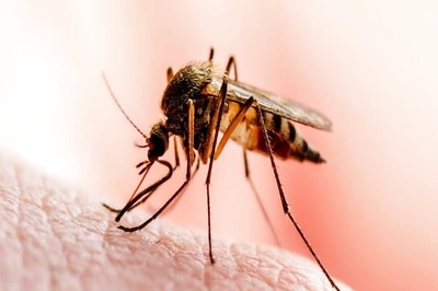 Panic in Pune as Zika Virus Cases Surface, Pregnant Women and Local Doctor Among Affected