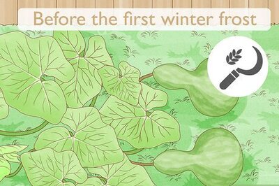 How to Dry Birdhouse Gourds