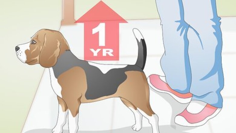 How to Transition from Puppy to Adult Dog Food