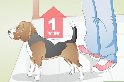 How to Transition from Puppy to Adult Dog Food