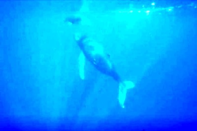 First 'Song' Recorded from Rare, Lovelorn, Right Whale off Alaska