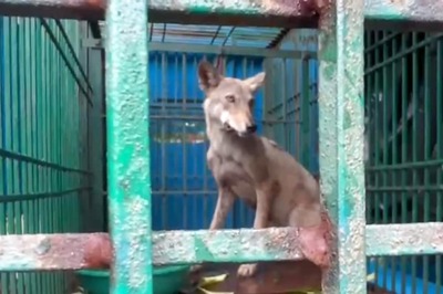 Wolf Attacks Continue to Terrorise UP's Bahraich, Two Injured in Latest Incident