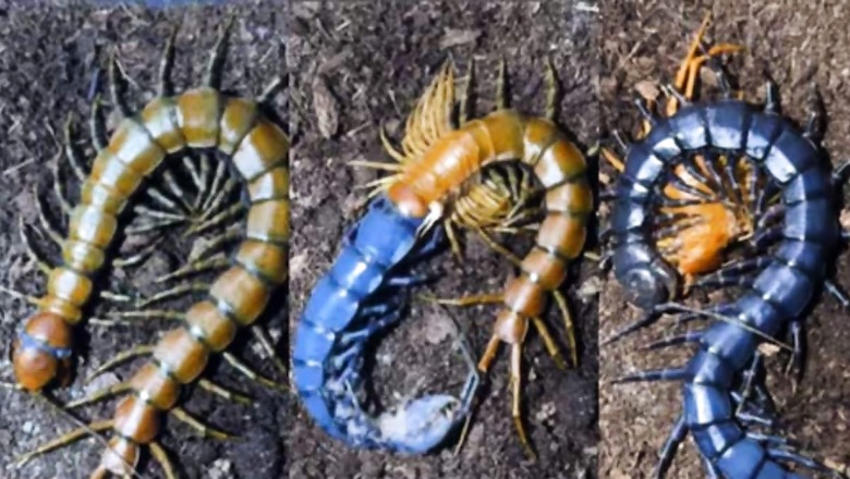 Video Of Centipede Changing Its Colour From Black To Blue Leaves Internet In Awe