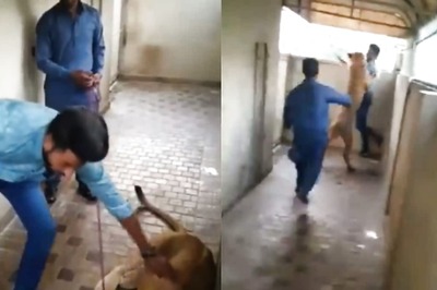 Watch: Man Trying To Pet A Lion Gets The Lesson Of His Life