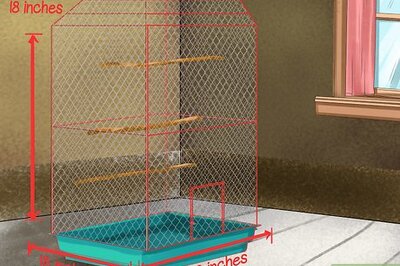 How to Care for a Pacific Parrotlet