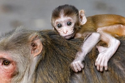 Rs 5-Crore Animal Shelter to be Built at This Place in Noida on 30-Year Lease