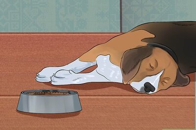 How to Diagnose Canine Distemper