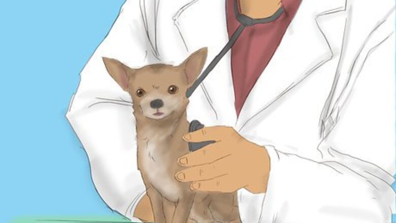 How to Care for a Pregnant Chihuahua