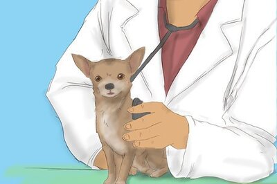 How to Care for a Pregnant Chihuahua