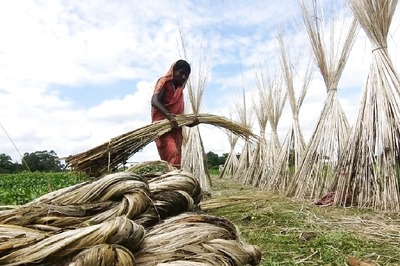 Govt Raises MSP for Raw Jute by Rs 285 to Rs 5,335 Per Quintal for FY25