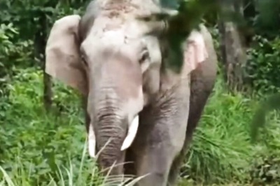 Two Forest Guards Among Three Killed in Elephant Attack in Assam