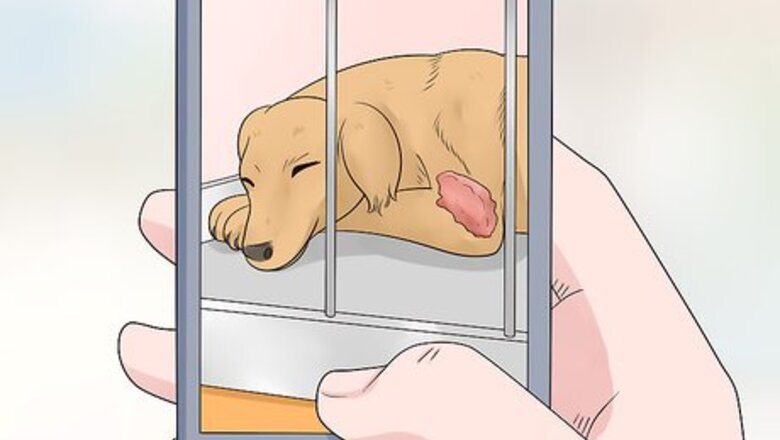 How to Report Pet Store Neglect