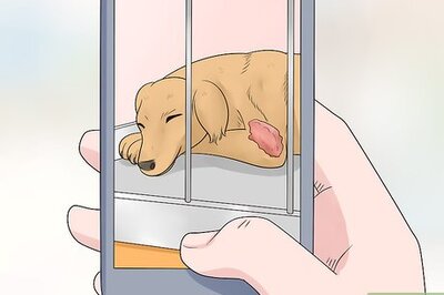 How to Report Pet Store Neglect