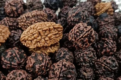 Rudraksha Exhibition In Telangana's Warangal; Check Venue And Dates