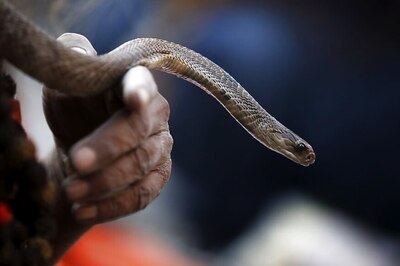 Venomous Snake Found in Passenger's Bag at Kochi Airport